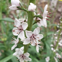 Lysimachia ephemerum